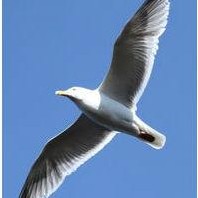 海鸥聊天如何防范网络诈骗？